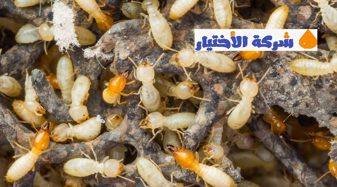 شركة مكافحة النمل الابيض بجازان